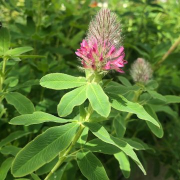 Trifolium rubens 