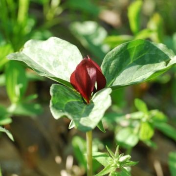 Trillium recurvatum 