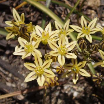 Triteleia ixioides 'Starlight'