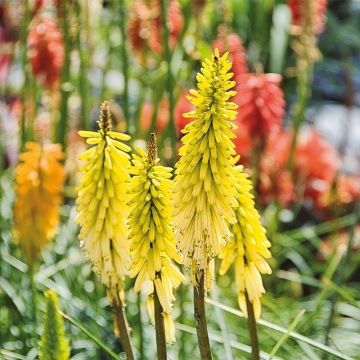 Kniphofia uvaria Lemon Popsicle - Red Hot Poker