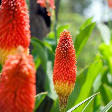 Kniphofia Traffic Lights - Red Hot Poker