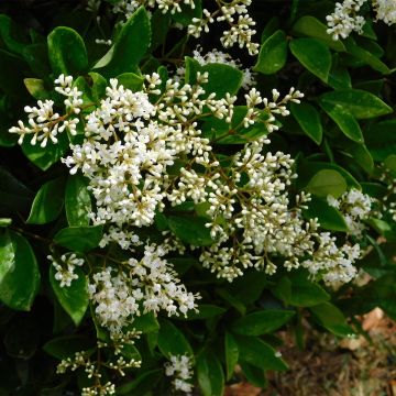 Ligustrum japonicum - Japanese Privet