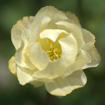 Trollius x cultorum Alabaster