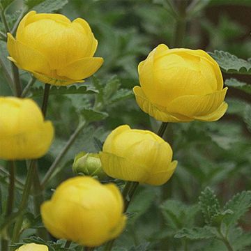 Trollius x cultorum Lemon Queen