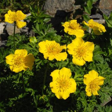 Trollius pumilus - Dwarf Globeflower