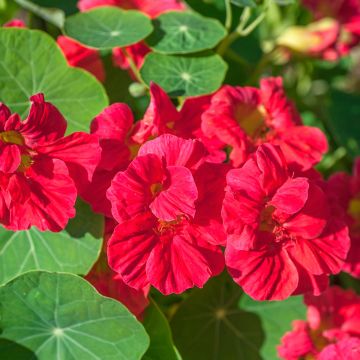 Tropaeolum Whirlybird Cherry Rose - Dwarf Nasturtium Seeds