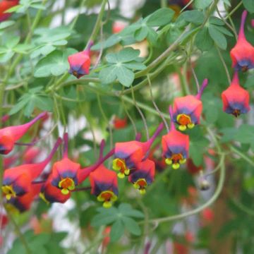 Tropaeolum tricolor