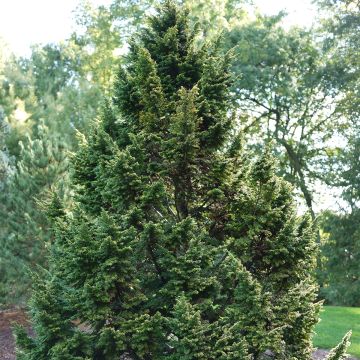 Tsuga canadensis - Eastern Hemlock