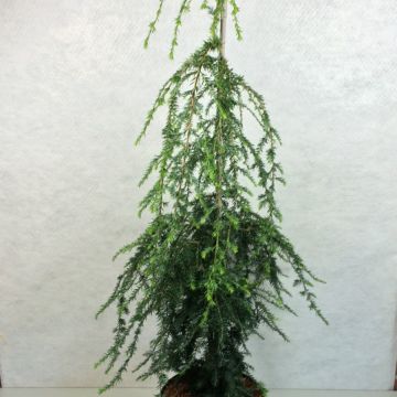 Tsuga canadensis Pendula - Eastern Hemlock