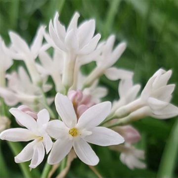 Tulbaghia violacea Pearl