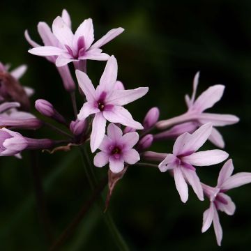 Tulbaghia Purple Eye - Tulbaghie violacée