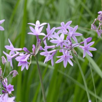 Tulbaghia violacea - Society Garlic