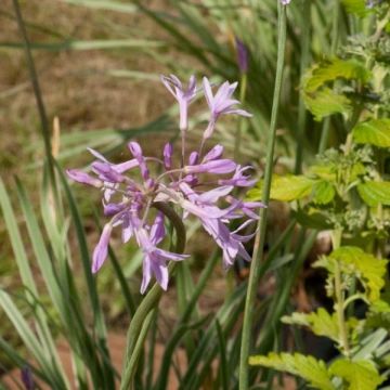 Tulbaghia violacea Silver Lace - Society Garlic