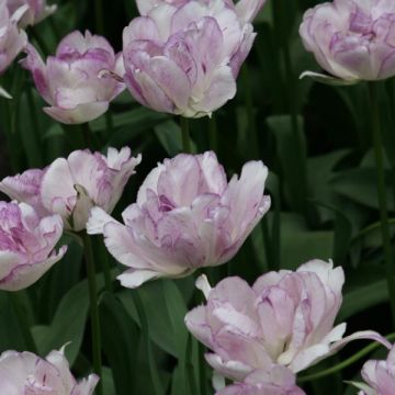 Tulipa 'Shirley Double'