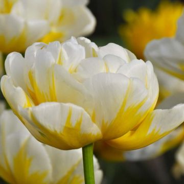 Tulipa Flaming Evita- Double Early Tulip