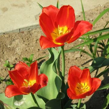 Tulipa vvedenskyi - Botanical Tulip