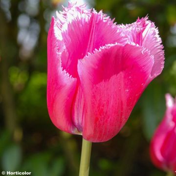 Tulipa Louvre