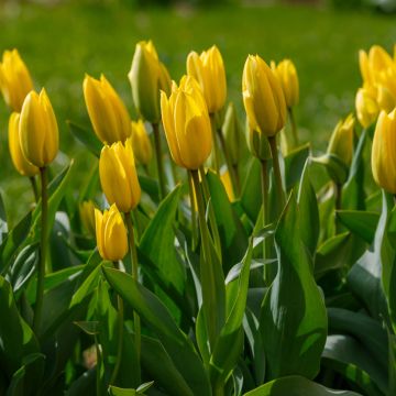 Tulipa 'Bellona'