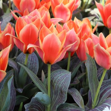 Tulipa Corsage