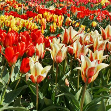 Tulipa greigii mix - Botanical Tulip