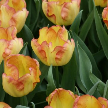 Tulipa Cape Town - Early simple Tulip