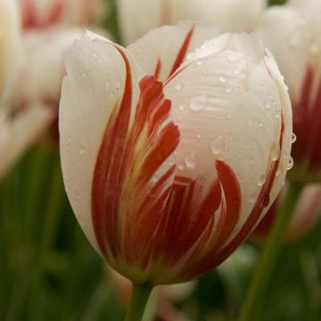 Tulipa 'Carnaval De Rio'