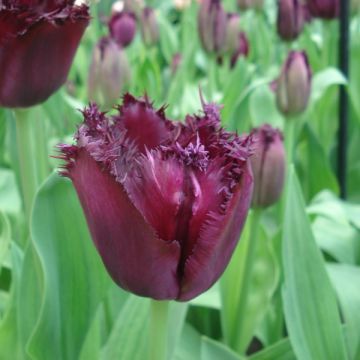 Tulipa crispa Cuban Night - Fringed Tulip