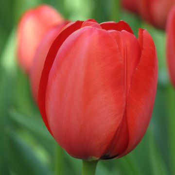 Tulipa Darwin hybrid Apeldoorn