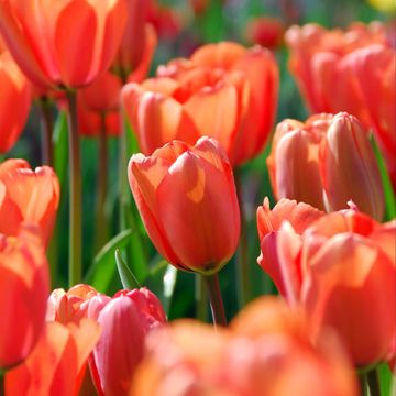 Tulipa 'Apricot Impression'