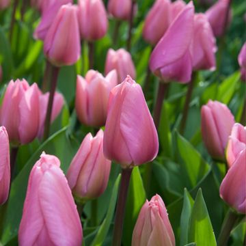 Tulipa 'Big Love'