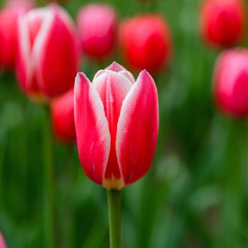 Tulipa Candy Apple Delight - Darwin hybrid Tulip