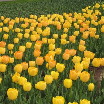 Tulipa Golden Apeldoorn - Darwin hybrid Tulip