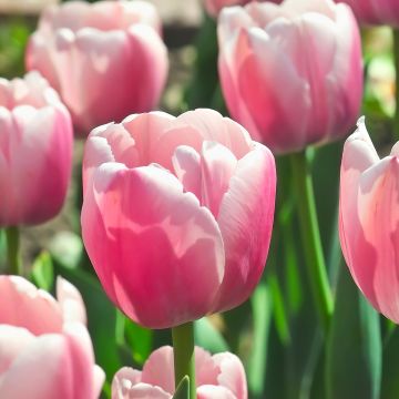 Tulipa Ollioules - Darwin hybrid Tulip