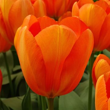 Tulipa Darwin hybrid Orange Balloon