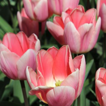 Tulipa Apricot Delight - Darwin hybrid Tulip