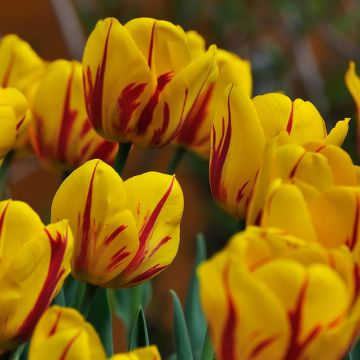 Tulipa Darwin hybrid Juliette - Darwin hybrid Tulip