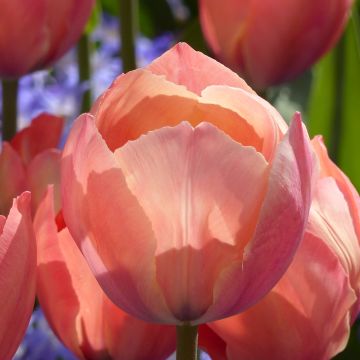 Tulipa Mystic Van Eijk - Darwin hybrid Tulip