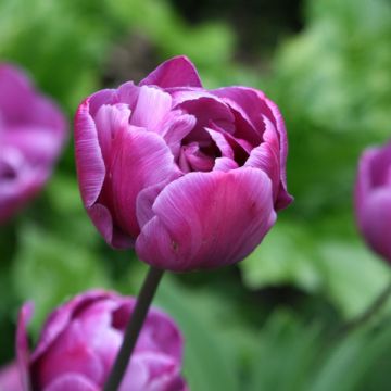 Tulipa Blue Diamond