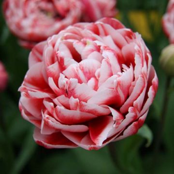 Tulipa 'Drumline'