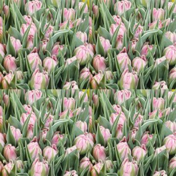 Tulipa Flashpoint- Double Early Tulip