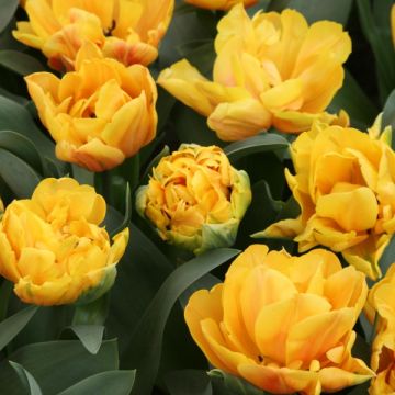 Tulipa Freeman- Double Early Tulip