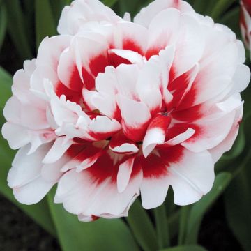 Tulipa 'Horizon'