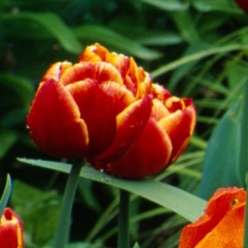 Tulipa Allegretto - Double Early Tulip