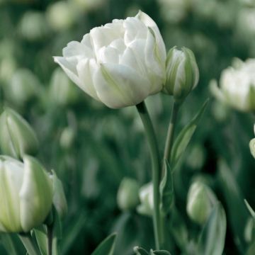 Tulipa Mount Tacoma- Double Early Tulip