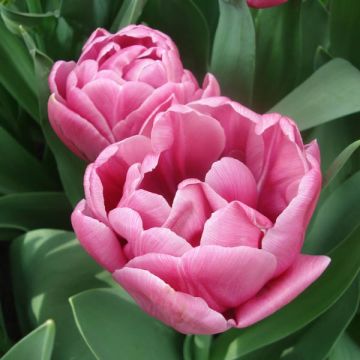 Tulipa Double You