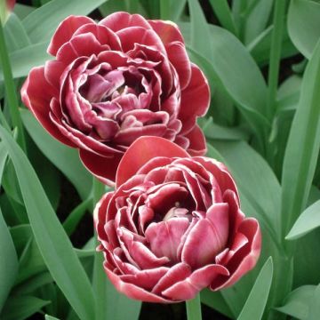 Tulipa Dream touch - Double Late Tulip