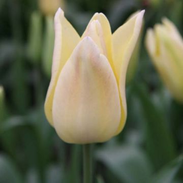 Tulipa Elegant Lady