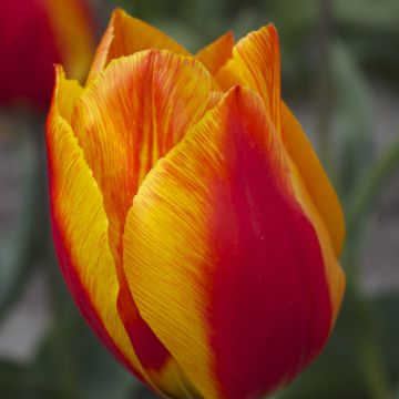 Tulipa Flair