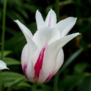 Tulipa Marilyn - Lily flowering Tulip