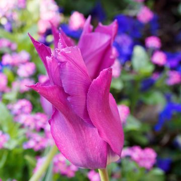 Tulipe Fleur de Lis Burgundy